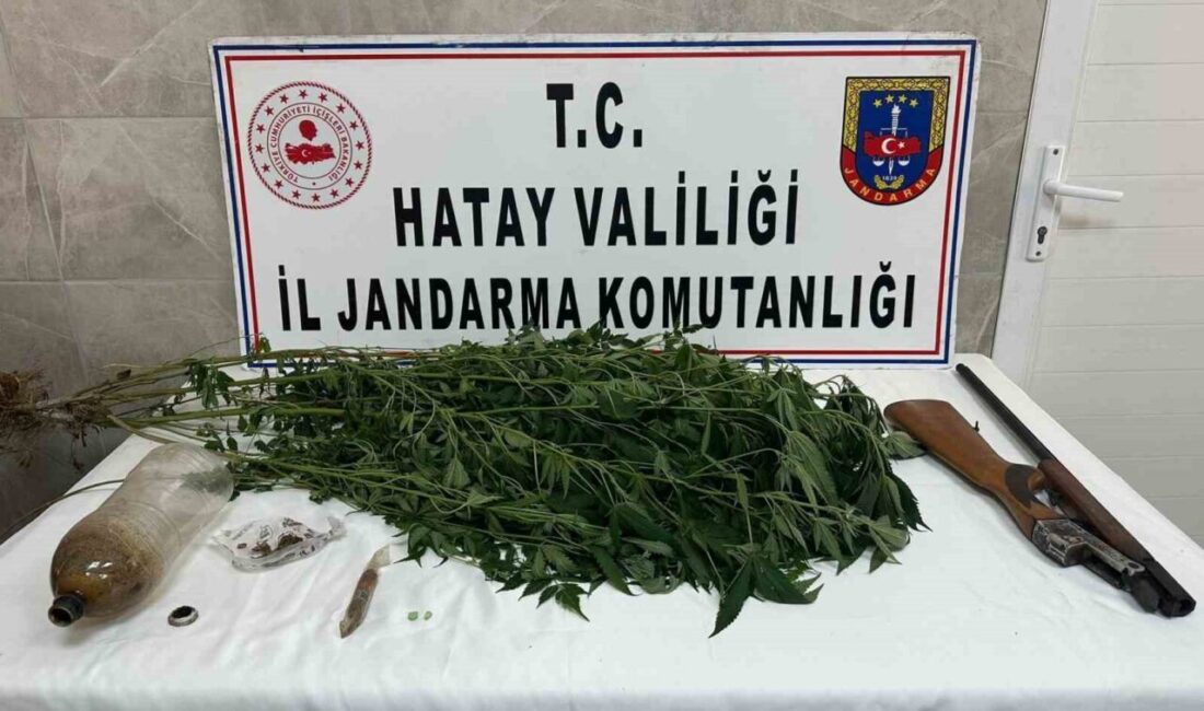 Hatay’ın Payas ilçesinde bahçe içerisinde hint keneviri ile uyuşturucu madde