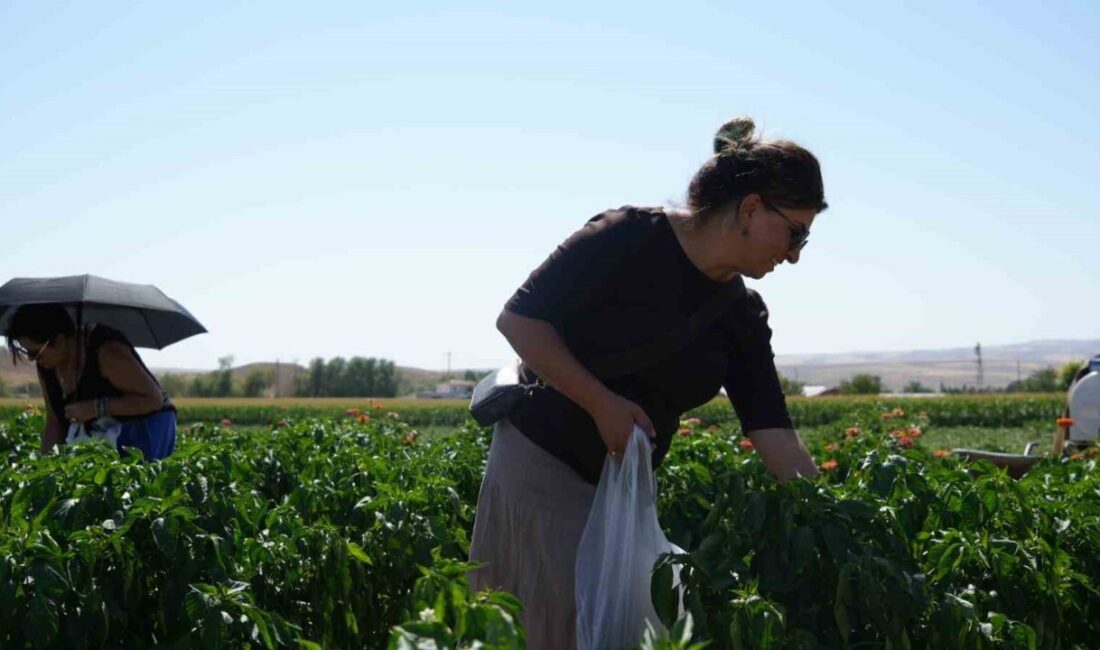 Ankara’nın coğrafi işaret tescili alan Ayaş domatesi için hasat sezonu