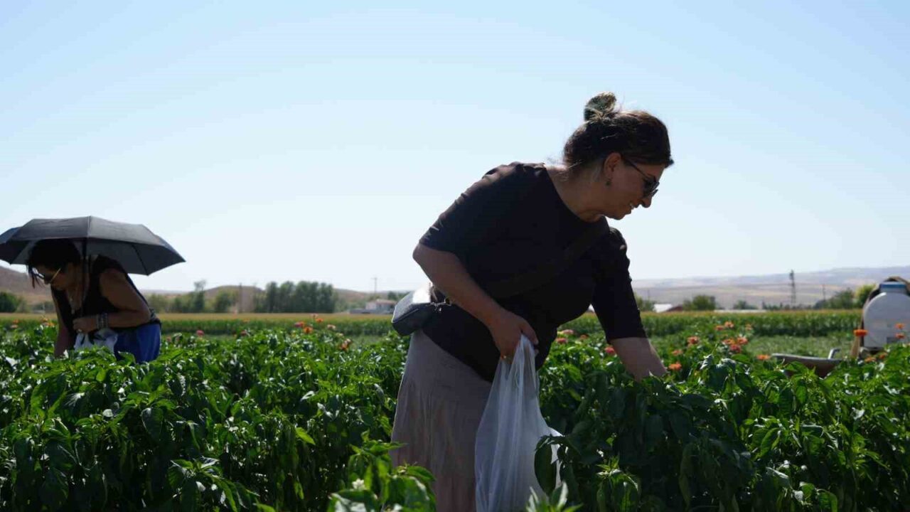 Ankara’nın coğrafi işaret tescili alan Ayaş domatesi için hasat sezonu