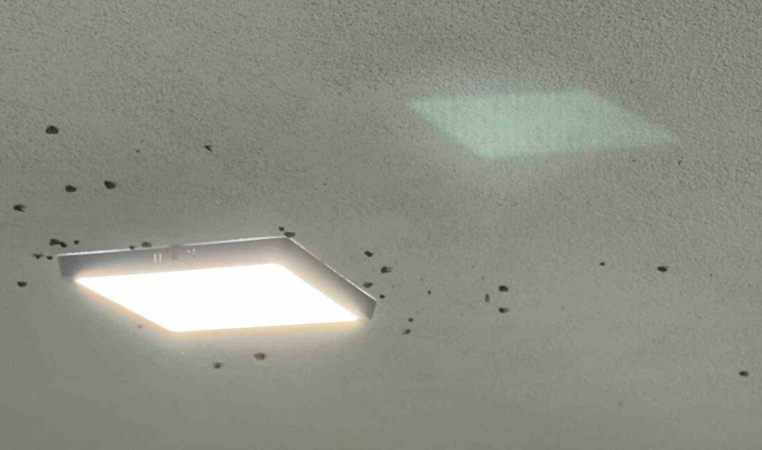 Doğu Karadeniz’de daha önce bahçelerde yeşil bitkilere verdiği zararla gündeme