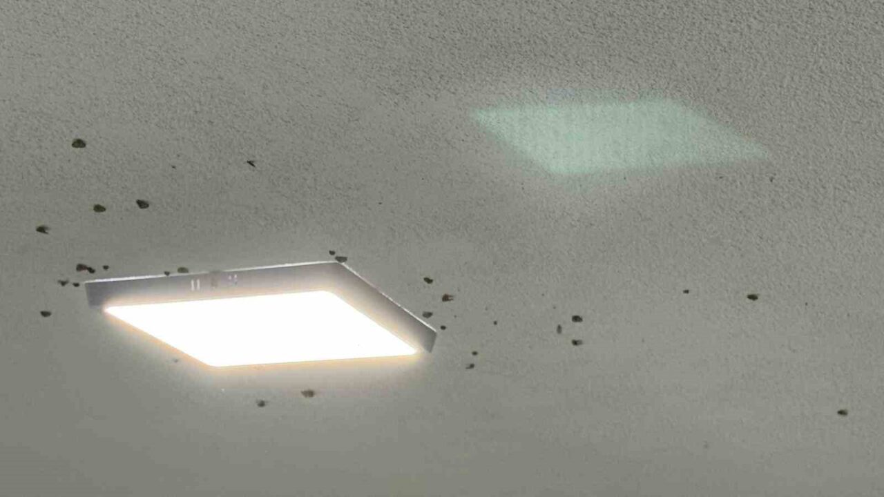 Doğu Karadeniz’de daha önce bahçelerde yeşil bitkilere verdiği zararla gündeme