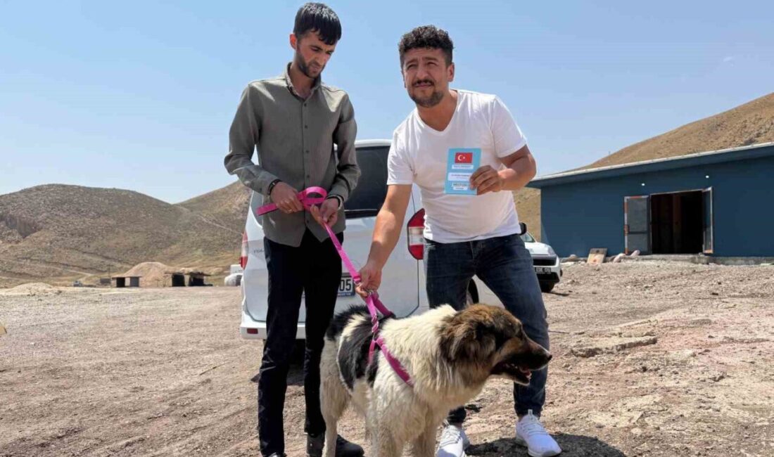 Sahibinin mezarından ayrılmayan köpek, sanatçı Ceylan Ertem’e emanet HAKKARİ (İHA) – Hakkari’nin Yüksekova ilçesinde hayatını kaybeden sahibi Muğdat