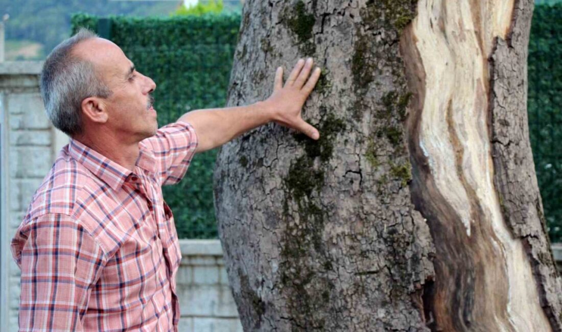 Sakarya’nın Akyazı ilçesinde bulunan asırlık çınar ağaçlarının hızla kuruması bölge