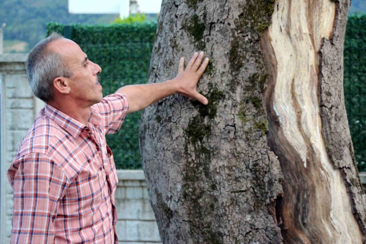 Sakarya’nın Akyazı ilçesinde bulunan asırlık çınar ağaçlarının hızla kuruması bölge