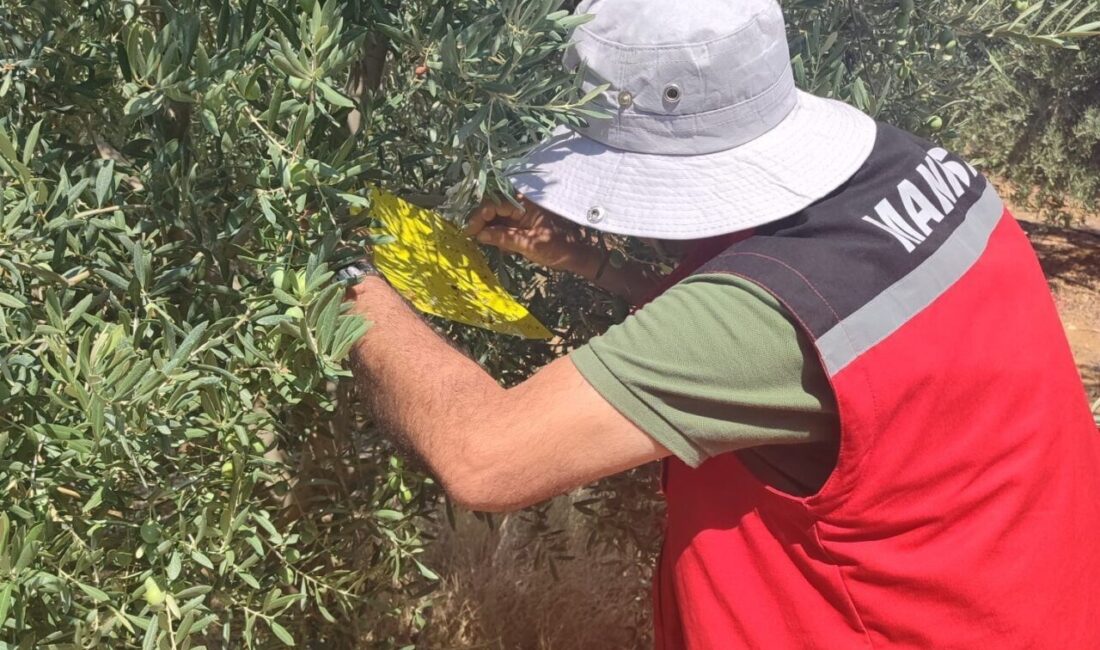 Manisa’nın Salihli İlçe Tarım ve Orman Müdürlüğü ekipleri üreticileri zeytin