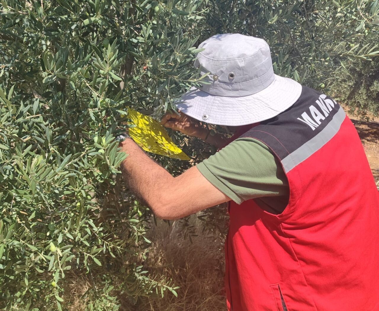 Manisa’nın Salihli İlçe Tarım ve Orman Müdürlüğü ekipleri üreticileri zeytin