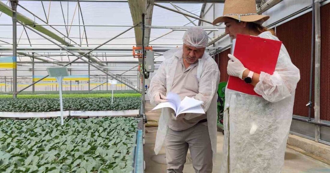 Manisa’nın Salihli ilçesinin bereketli topraklarında yetişecek olan kışlık fideler, İlçe