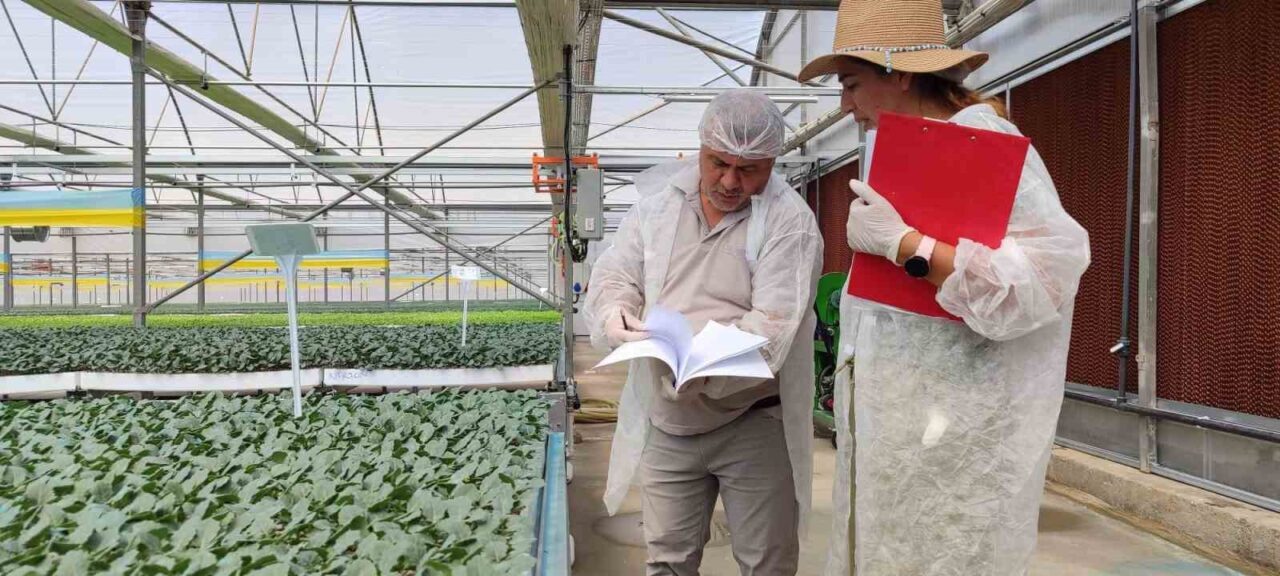 Manisa’nın Salihli ilçesinin bereketli topraklarında yetişecek olan kışlık fideler, İlçe