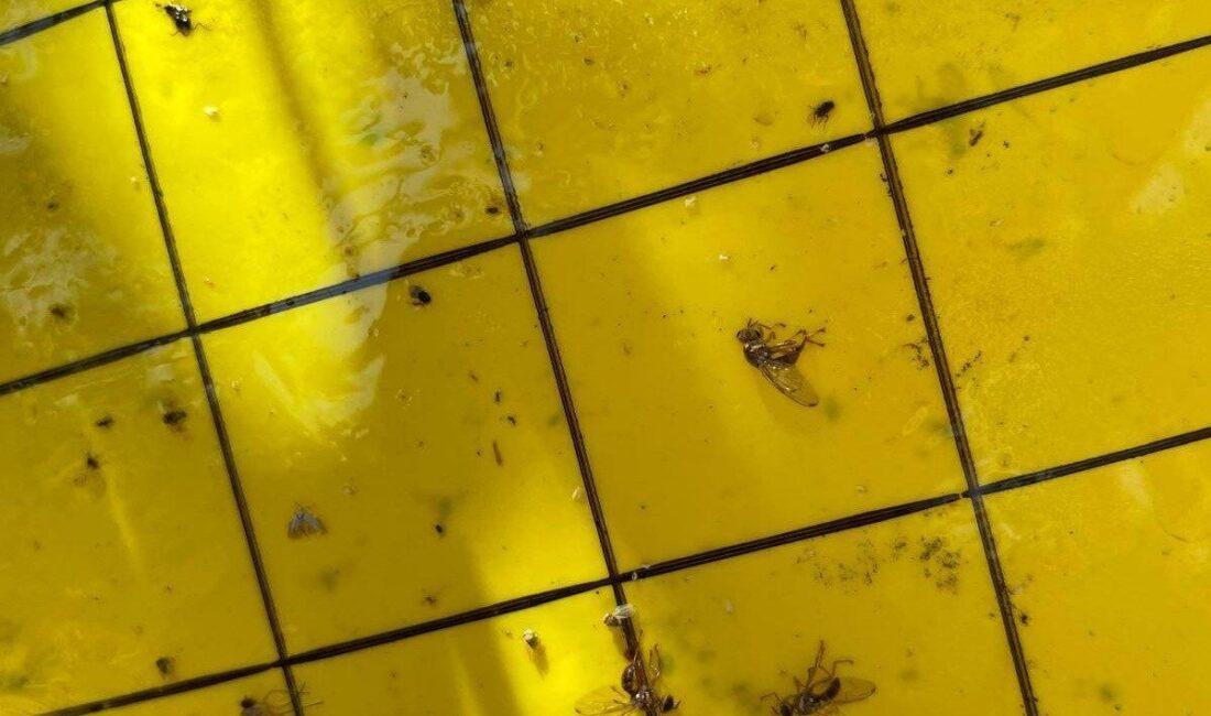 Manisa’nın Salihli İlçe Tarım ve Orman Müdürlüğü ekipleri üreticileri zeytin