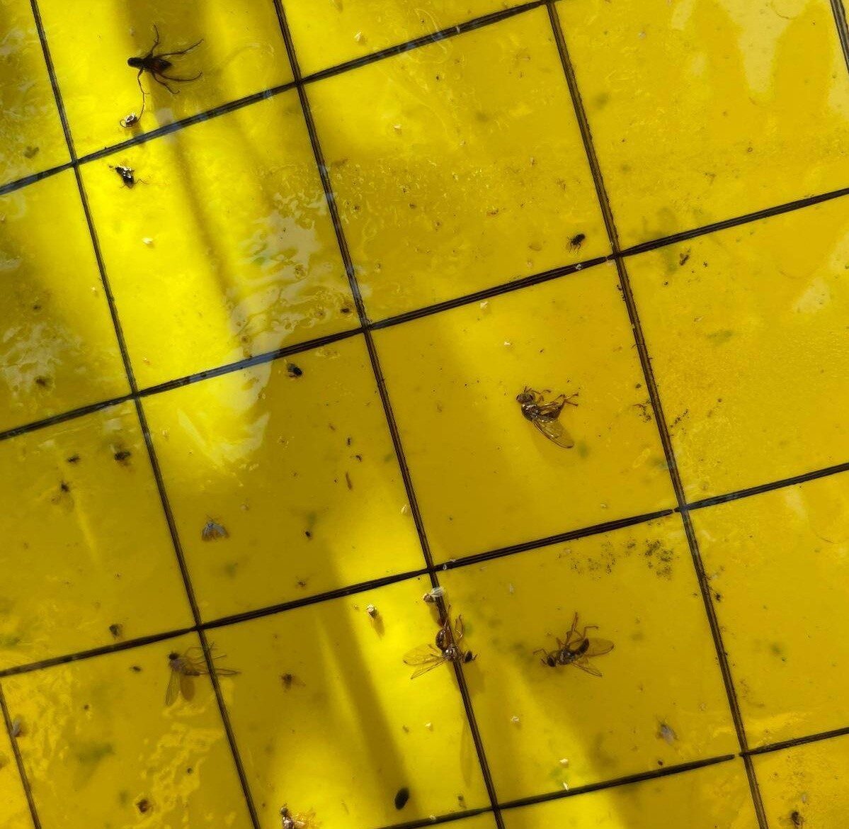 Manisa’nın Salihli İlçe Tarım ve Orman Müdürlüğü ekipleri üreticileri zeytin