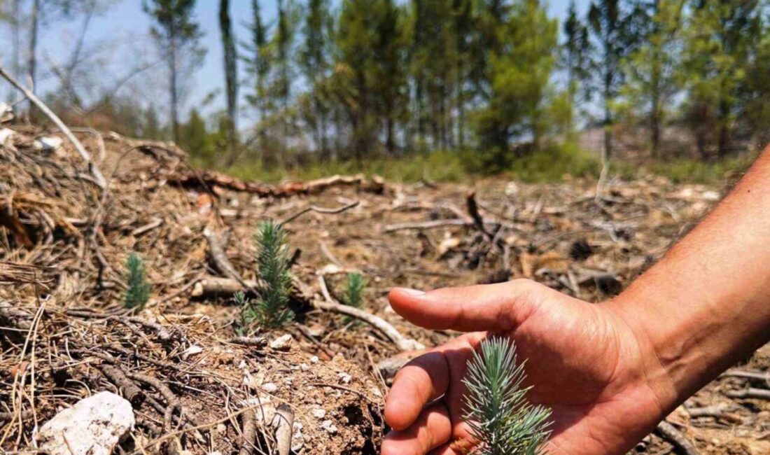 Amasya Orman Bölge Müdürlüğü, Samsun’daki ormanların korunması, geliştirilmesi ve gelecek