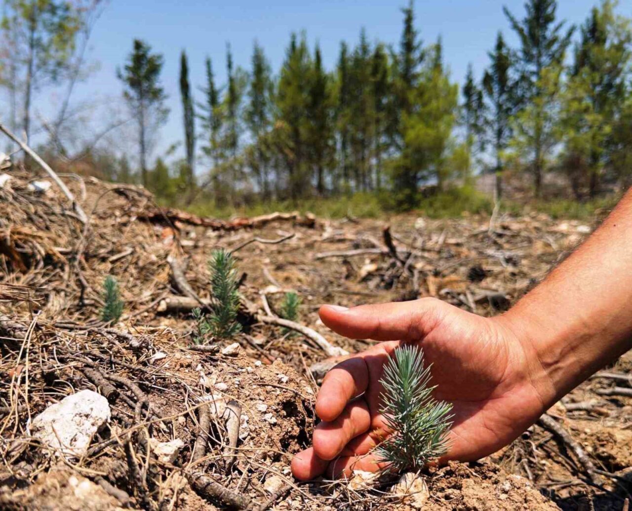 Amasya Orman Bölge Müdürlüğü, Samsun’daki ormanların korunması, geliştirilmesi ve gelecek