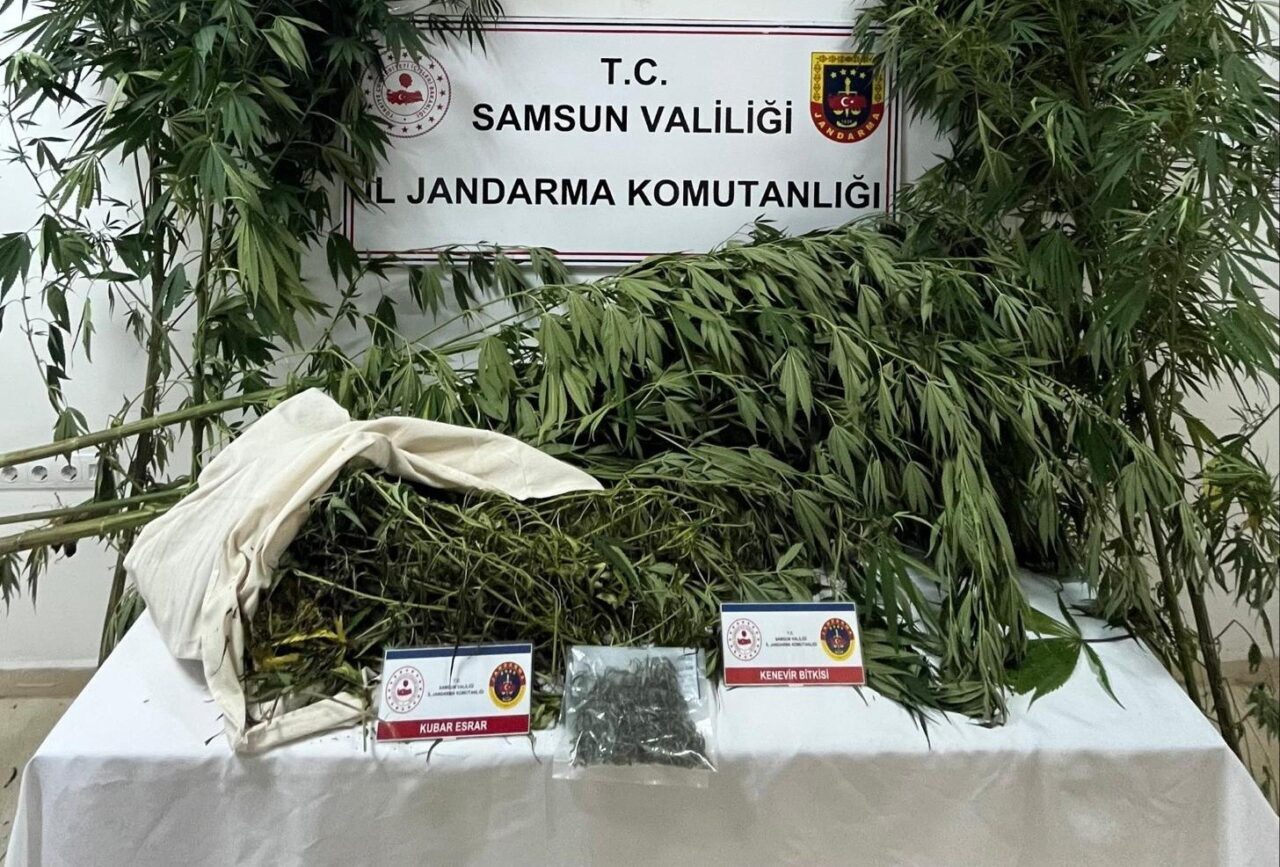 Samsun’da jandarma tarafından düzenlenen uyuşturucu operasyonunda tarlada ekili kenevir bitkisi