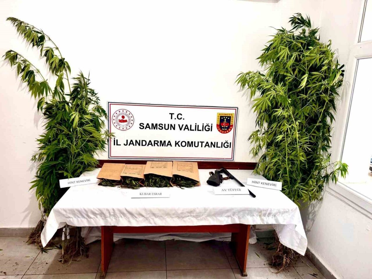 Samsun’un Ayvacık ilçesinde jandarma ekiplerince düzenlenen uyuşturucu operasyonunda 51 kök