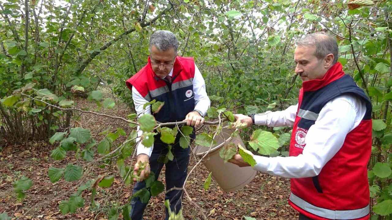 Samsun’da 2024 yılında 114 bin 89 ton fındık üretildiğini, 2025
