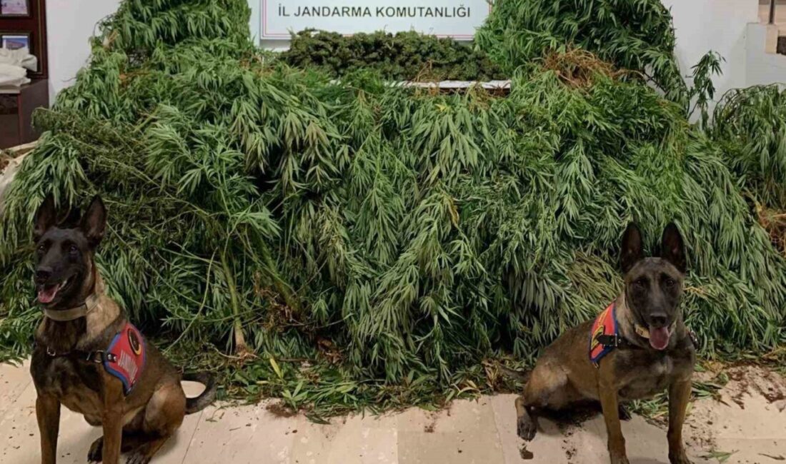 Şanlıurfa’da düzenlenen uyuşturucu operasyonunda 11 kilo 200 gram esrar ele