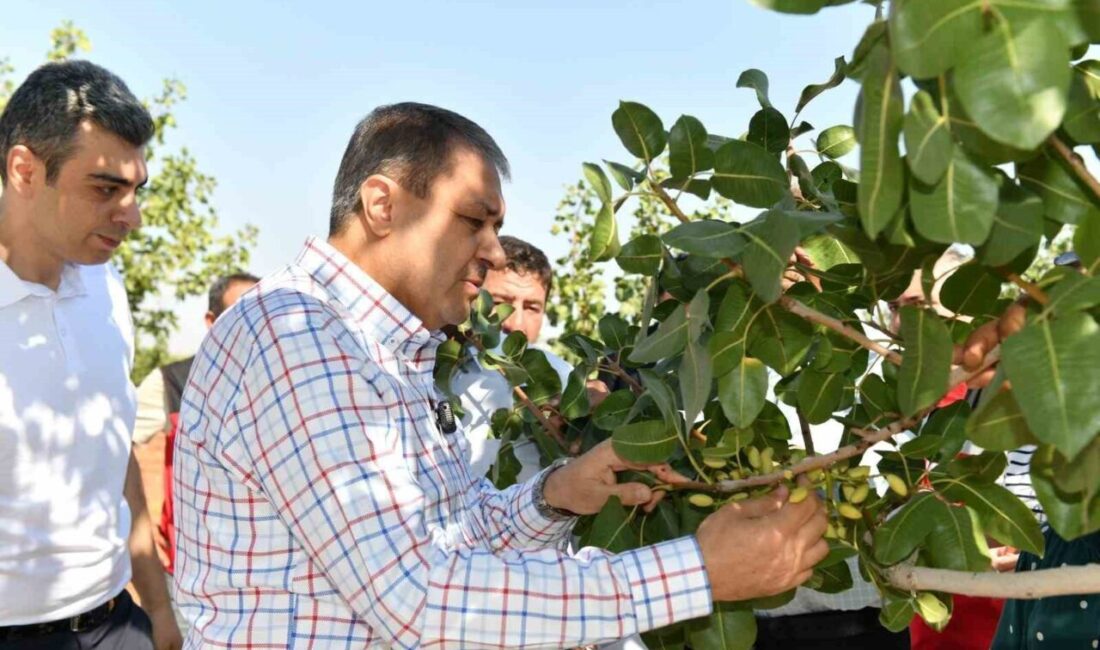 Türkiye’nin en çok fıstık yetiştirilen ili olan Şanlıurfa’da boz fıstık