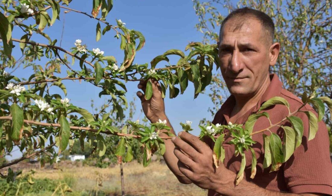 Şanlıurfa’nın Siverek ilçesinde, ağustos ayı ortasında elma ağaçlarının çiçek açması