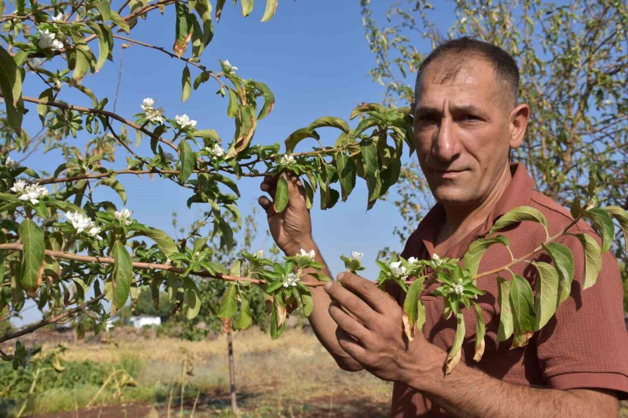 Şanlıurfa’nın Siverek ilçesinde, ağustos ayı ortasında elma ağaçlarının çiçek açması