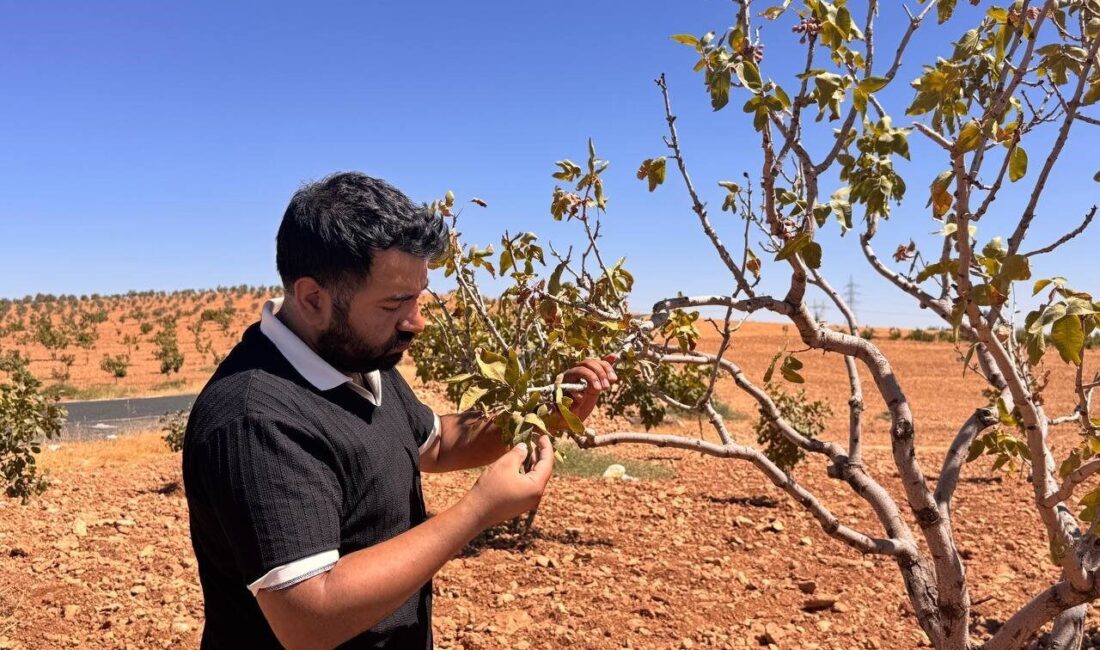 Şanlıurfa’da son yıllarda yaşanan iklim değişikliği ve hava sıcaklığının artması