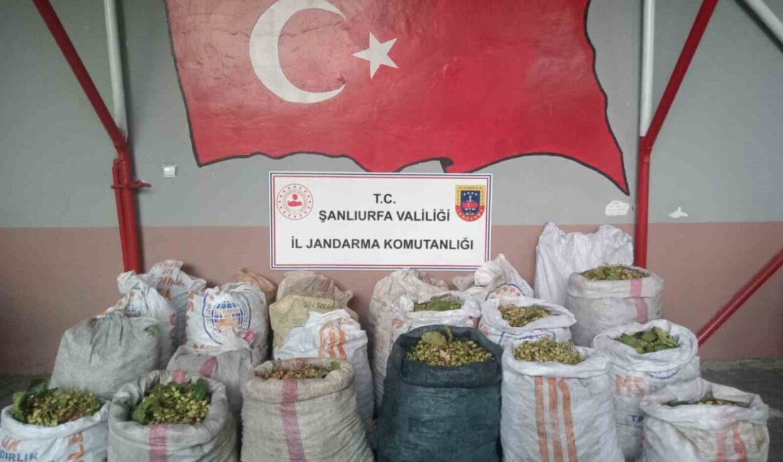 Şanlıurfa’nın Ceylanpınar ilçesinde TİGEM arazisinden fıstık çalan 13 şahıs suçüstü