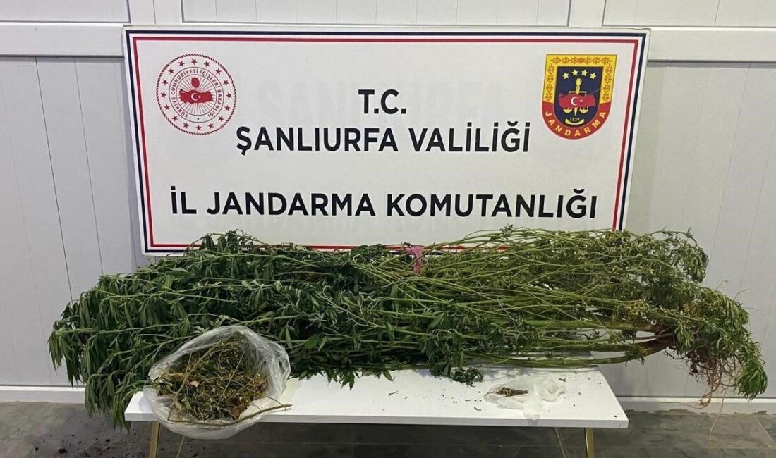 Şanlıurfa’da jandarma tarafından gerçekleştirilen uyuşturucu operasyonunda 12 zanlı gözaltına alındı.