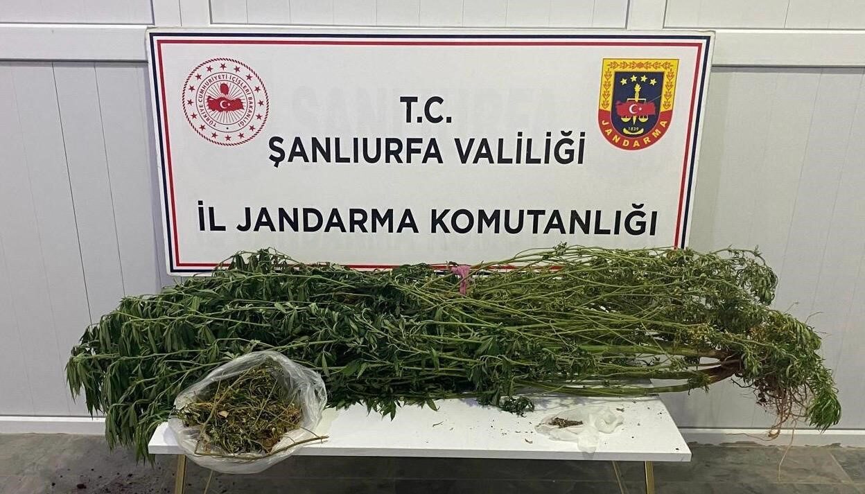 Şanlıurfa’da jandarma tarafından gerçekleştirilen uyuşturucu operasyonunda 12 zanlı gözaltına alındı.