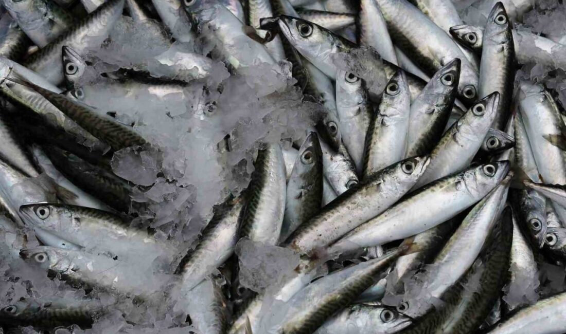 İSTANBUL (İHA) – Uzmanlar, sardalyanın besleyici özelliklerine dikkat çekerken, yaşlanmayı