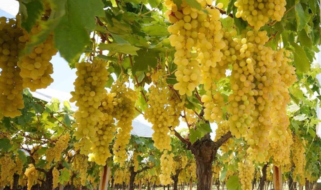 Manisa’nın dünyaca ünlü Sultani çekirdeksiz üzümünün yetiştirildiği Sarıgöl Ovasında hasat