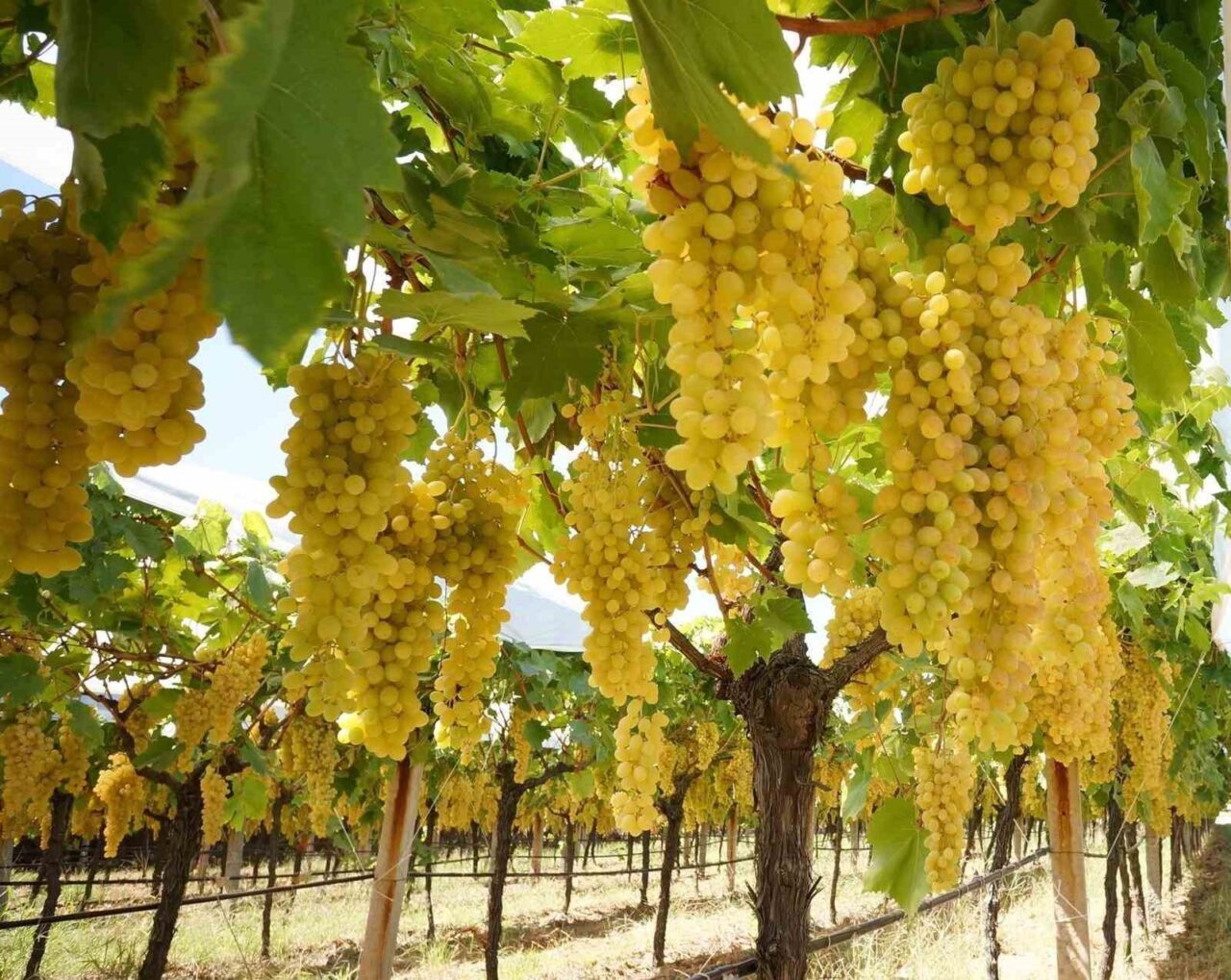 Manisa’nın dünyaca ünlü Sultani çekirdeksiz üzümünün yetiştirildiği Sarıgöl Ovasında hasat