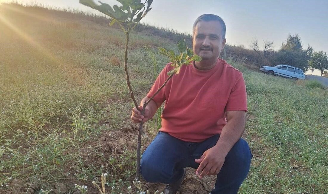 Manisa’nın Sarıgöl ilçesinde, özellikle kırsal bölgelerde ihracata yönelik sarılop incir