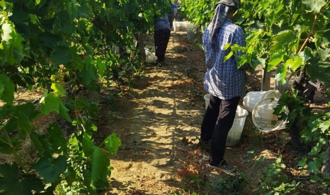 Manisa’nın Sarıgöl ilçesinde dünyaca ünlü Sultani çekirdeksiz üzümünde hasat başladı.