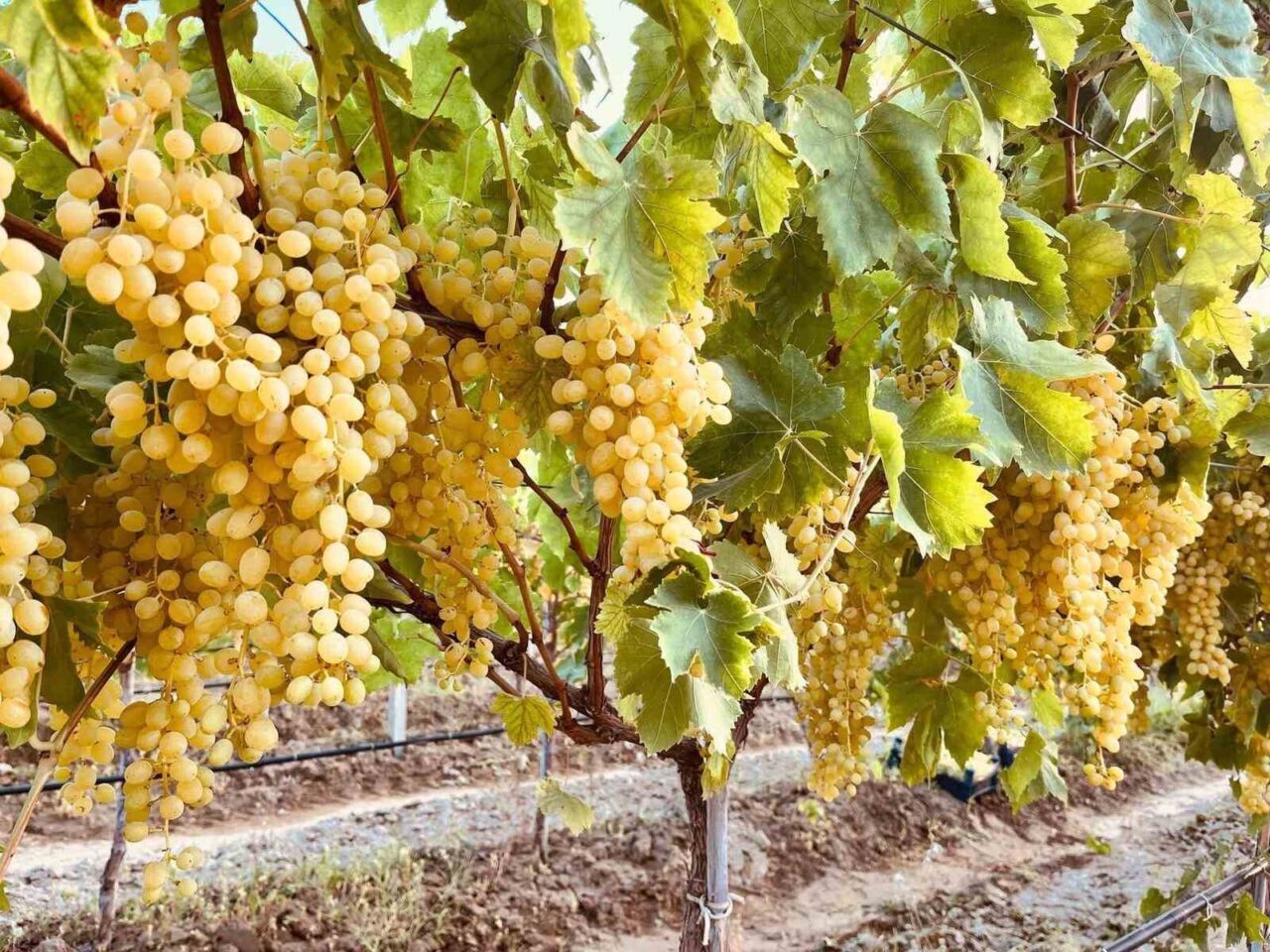 MANİSA (İHA) – Dünyaca ünlü çekirdeksiz sofralık Sultaniye üzümünün merkezi