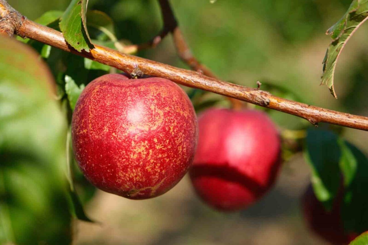 Bursa Uludağ Üniversitesi (BAÜ) Ziraat Fakültesinde oluşturulan koleksiyon bahçesinde 120