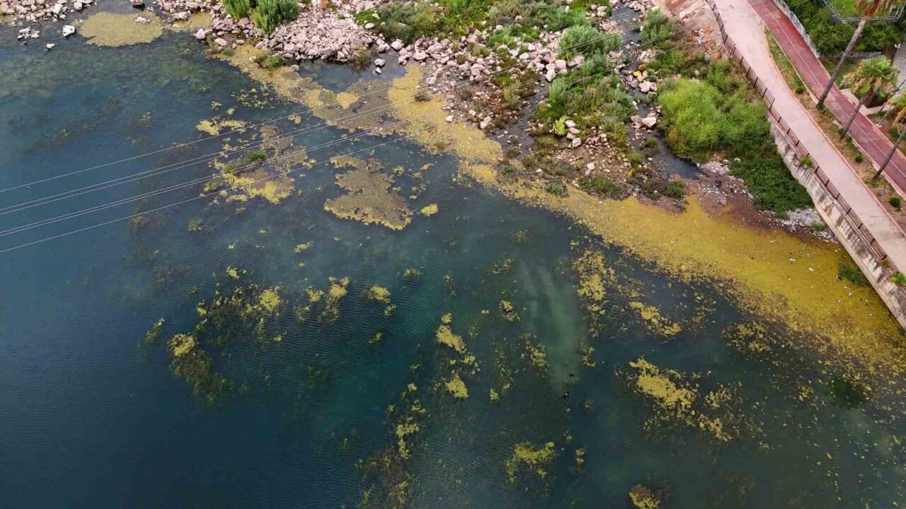 Adana’nın ortasından geçen Seyhan Nehri, yosun akınına uğradı. Nehirde bazı