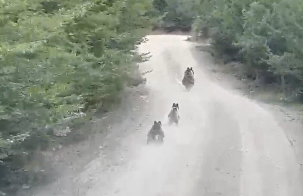 Kastamonu’nun Küre ilçesinde seyir halindeki bir aracın önüne çıkan ayı