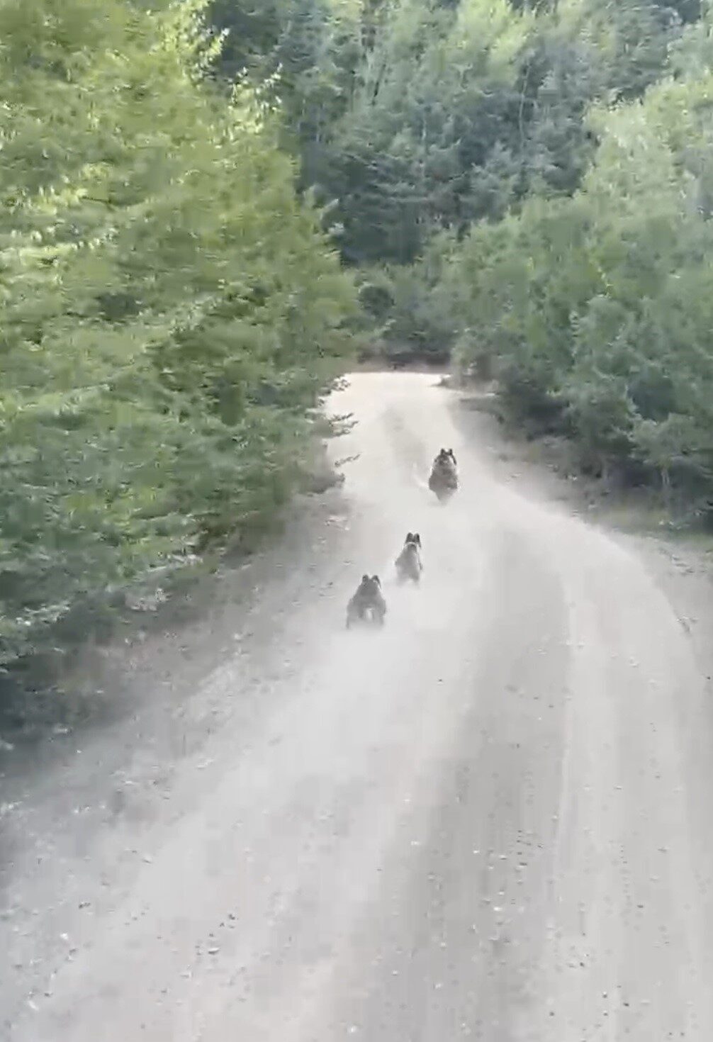 Kastamonu’nun Küre ilçesinde seyir halindeki bir aracın önüne çıkan ayı