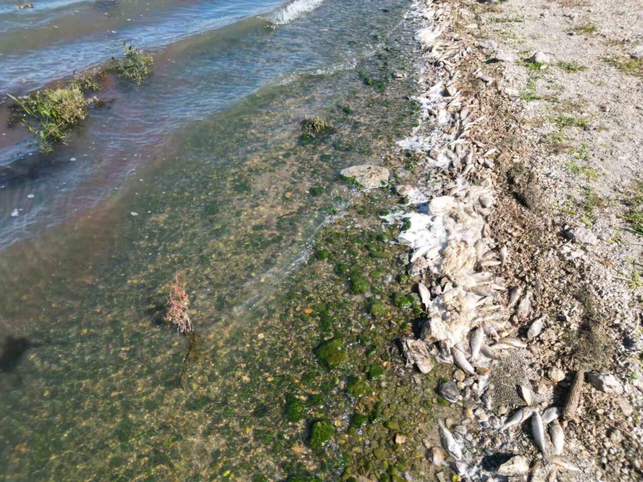 Afyonkarahisar’da bulunan Seyitler Barajı’nda yüzlerce balık ölü bir şekilde hem