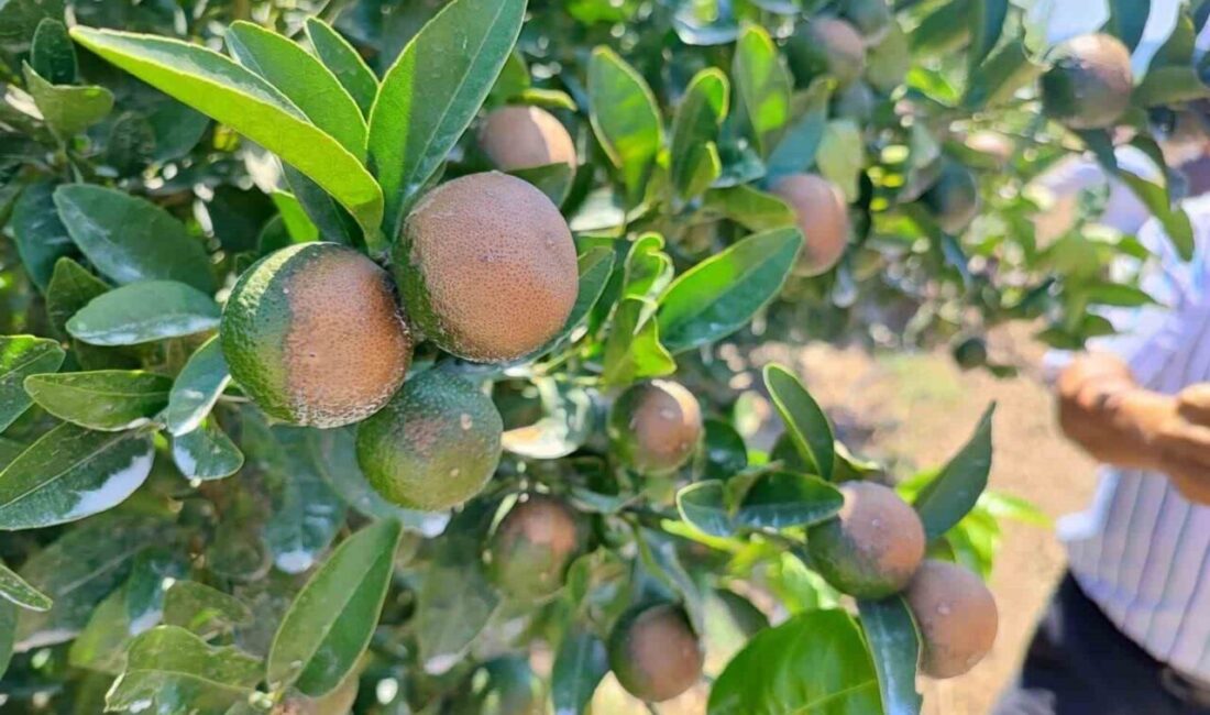 Adana’da son 95 yılın en sıcak günlerinde narenciye ürünlerinin dalında