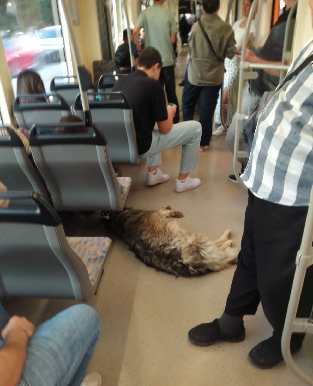 Eskişehir’de sıcak havadan bunalıp sığındığı tramvayda yere serilen köpek görenleri