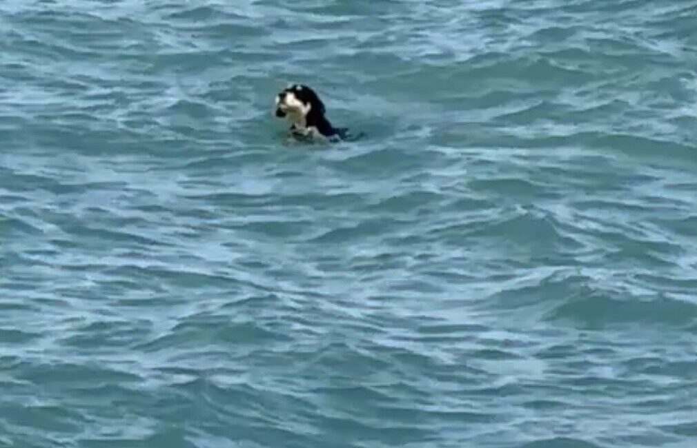 Kastamonu’nun Çatalzeytin ilçesinde sıcaktan bunalan köpeklerin denizde yüzerek serinlediği anlar