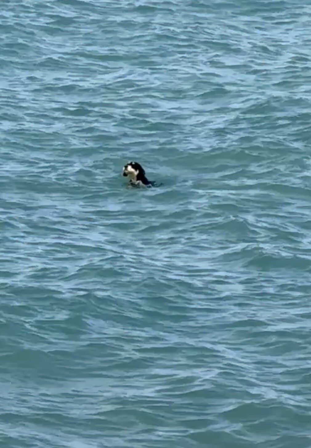 Kastamonu’nun Çatalzeytin ilçesinde sıcaktan bunalan köpeklerin denizde yüzerek serinlediği anlar