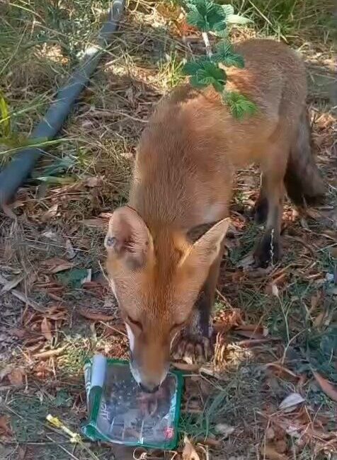 Tekirdağ’ın Malkara ilçesinde ormanlık alanda susuz kalan tilkiye vatandaş su