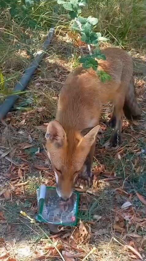 Tekirdağ’ın Malkara ilçesinde ormanlık alanda susuz kalan tilkiye vatandaş su