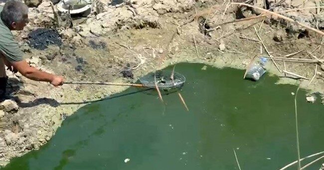 Antalya’nın Serik ilçesinde mahalle muhtarı aşırı sıcaklardan dolayı kuruyan sazlık