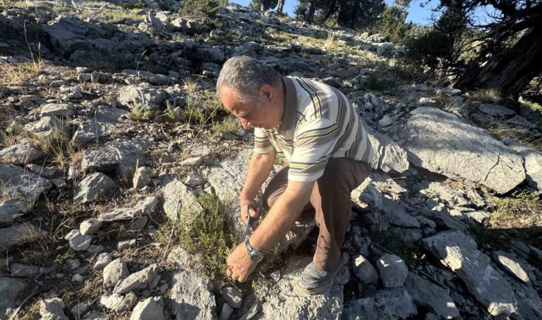 Antalya’nın Akseki ilçesinde her yılın temmuz ve ağustos aylarında Göktepe