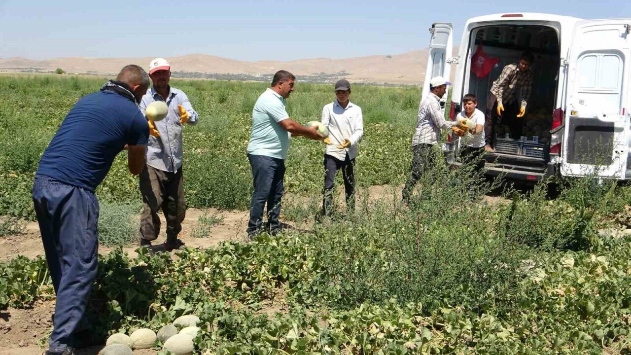 Van’ın Tuşba ilçesinde kendine özgü aroması ve tatlılığıyla bilinen ve