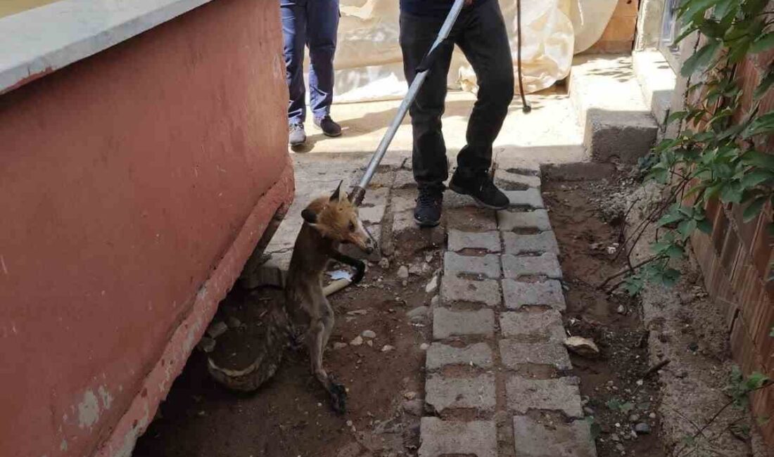 Siirt’in Kurtalan ilçesinde bir bahçeye giren tilki, itfaiye ekiplerinin müdahalesiyle