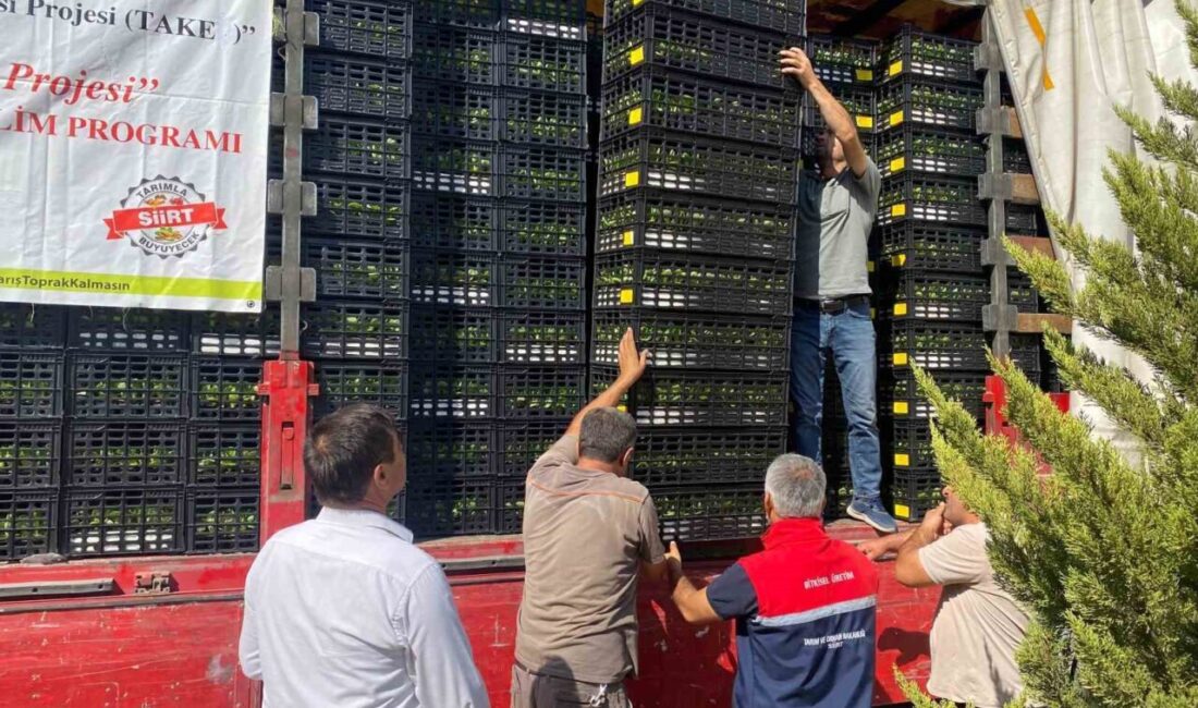 Siirt’te 50 üreticiye 260 bin marul ve 25 bin karnabahar