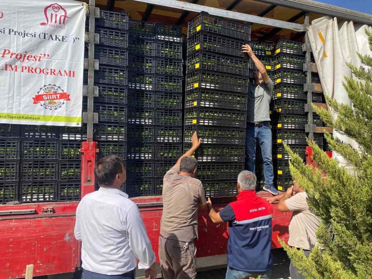 Siirt’te 50 üreticiye 260 bin marul ve 25 bin karnabahar